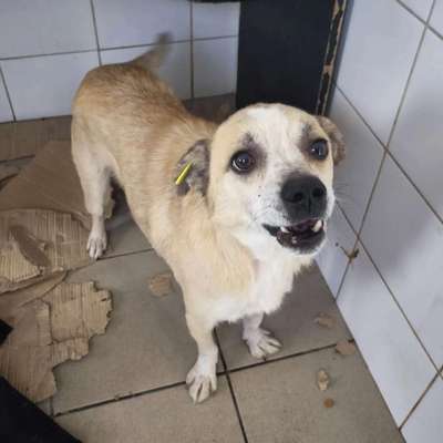 Tierschutzhunde suchen ein Zuhause-Beitrag-Bild