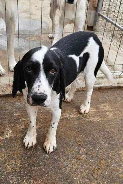 Tierschutzhunde suchen ein Zuhause-Beitrag-Bild