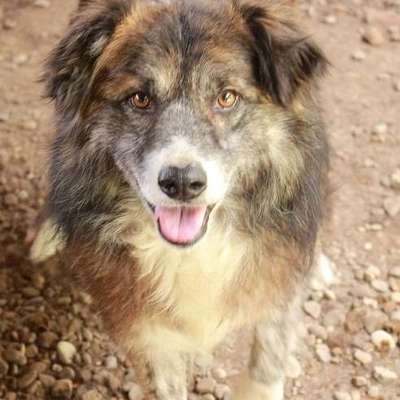 Tierschutzhunde suchen ein Zuhause-Beitrag-Bild