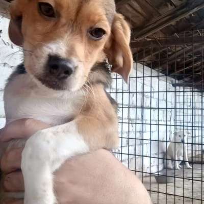 Tierschutzhunde suchen ein Zuhause-Beitrag-Bild