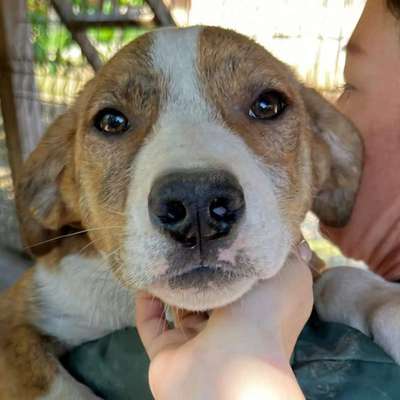 Tierschutzhunde suchen ein Zuhause-Beitrag-Bild