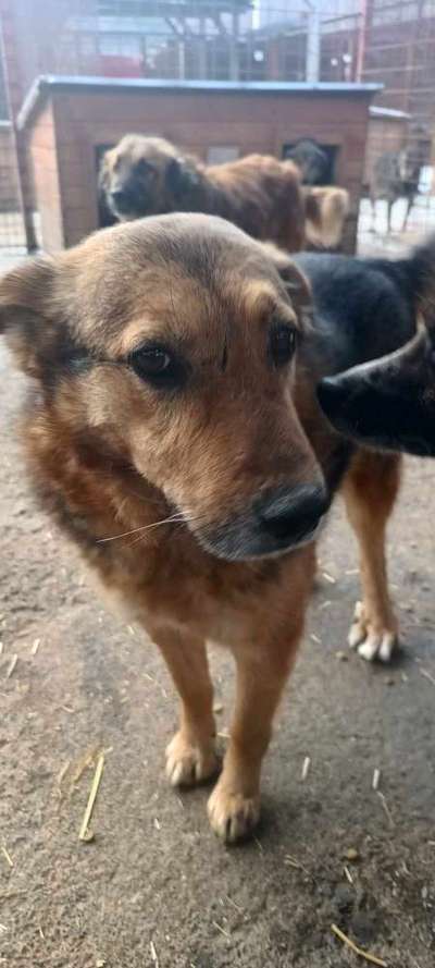 Tierschutzhunde suchen ein Zuhause-Beitrag-Bild