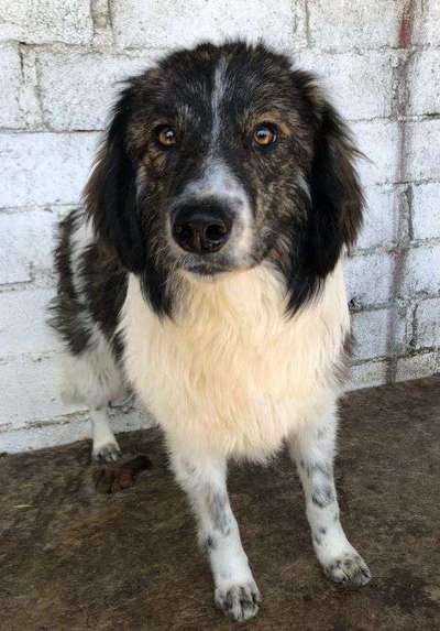 Tierschutzhunde suchen ein Zuhause-Beitrag-Bild