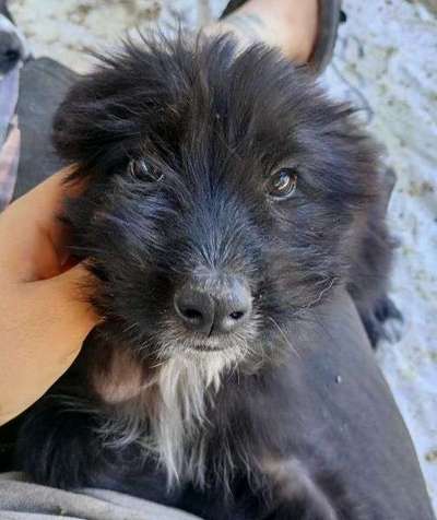 Tierschutzhunde suchen ein Zuhause-Beitrag-Bild