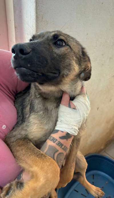 Tierschutzhunde suchen ein Zuhause-Beitrag-Bild