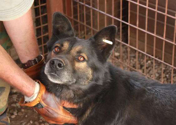 Tierschutzhunde suchen ein Zuhause-Beitrag-Bild