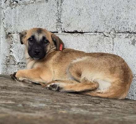 Tierschutzhunde suchen ein Zuhause-Beitrag-Bild