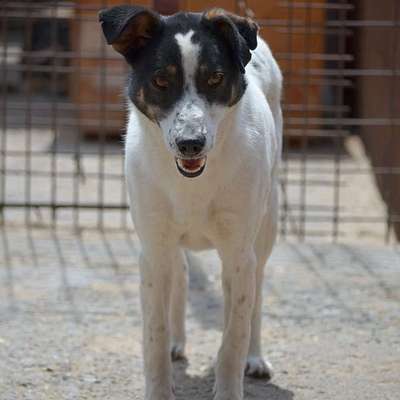Tierschutzhunde suchen ein Zuhause-Beitrag-Bild