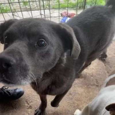 Tierschutzhunde suchen ein Zuhause-Beitrag-Bild