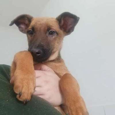 Tierschutzhunde suchen ein Zuhause-Beitrag-Bild