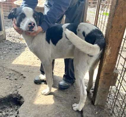 Tierschutzhunde suchen ein Zuhause-Beitrag-Bild