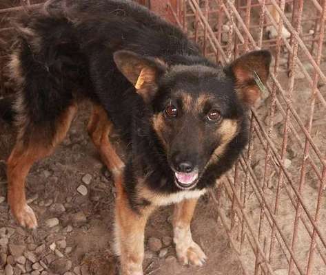 Tierschutzhunde suchen ein Zuhause-Beitrag-Bild