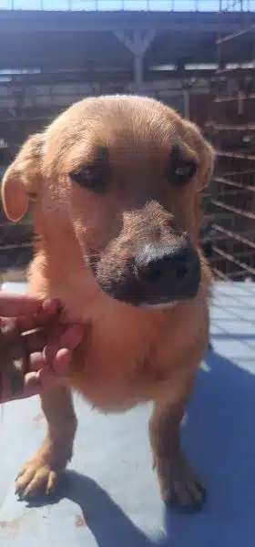 Tierschutzhunde suchen ein Zuhause-Beitrag-Bild