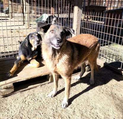 Tierschutzhunde suchen ein Zuhause-Beitrag-Bild