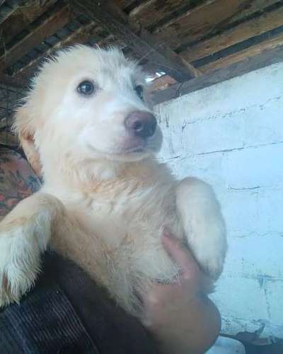 Tierschutzhunde suchen ein Zuhause-Beitrag-Bild