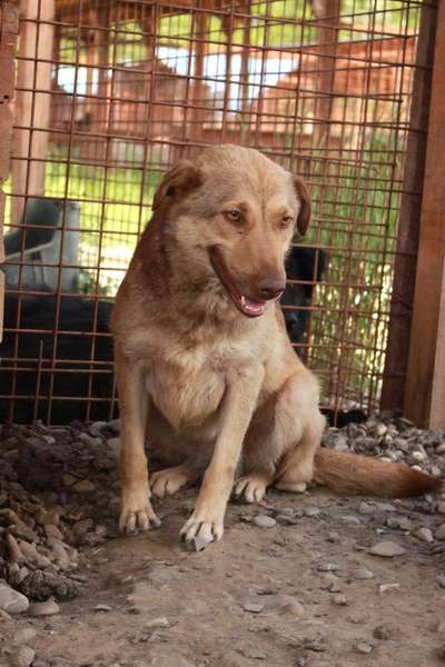 Tierschutzhunde suchen ein Zuhause-Beitrag-Bild