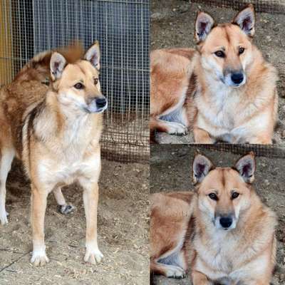 Tierschutzhunde suchen ein Zuhause-Beitrag-Bild