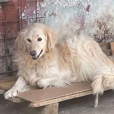 Tierschutzhunde suchen ein Zuhause-Beitrag-Bild