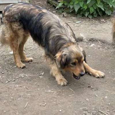 Tierschutzhunde suchen ein Zuhause-Beitrag-Bild