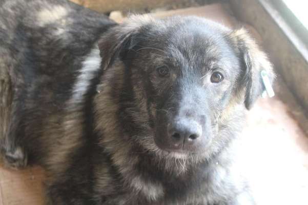 Tierschutzhunde suchen ein Zuhause-Beitrag-Bild