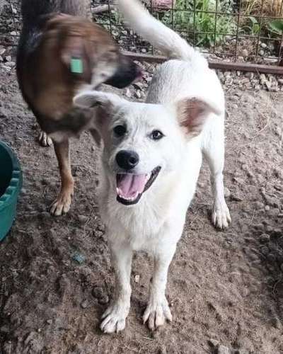 Tierschutzhunde suchen ein Zuhause-Beitrag-Bild