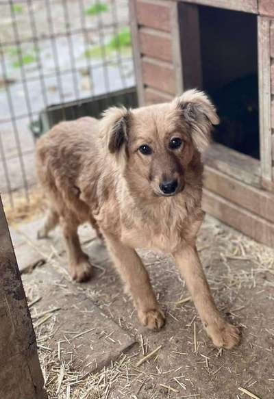 Tierschutzhunde suchen ein Zuhause-Beitrag-Bild