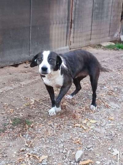 Tierschutzhunde suchen ein Zuhause-Beitrag-Bild