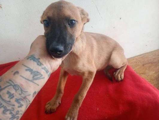 Tierschutzhunde suchen ein Zuhause-Beitrag-Bild