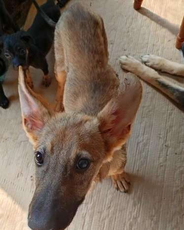 Tierschutzhunde suchen ein Zuhause-Beitrag-Bild