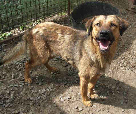 Tierschutzhunde suchen ein Zuhause-Beitrag-Bild