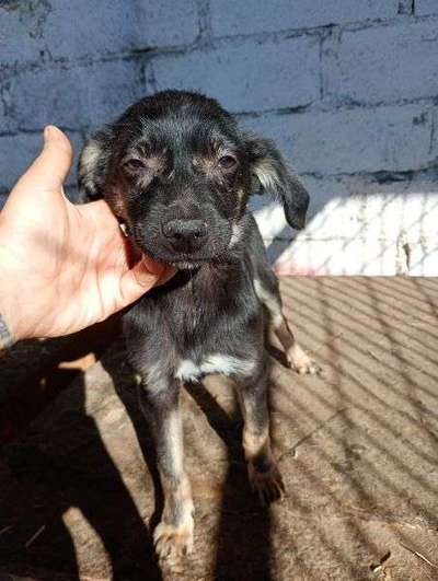 Tierschutzhunde suchen ein Zuhause-Beitrag-Bild