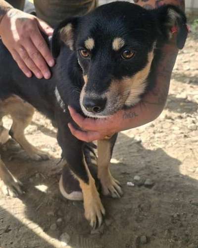 Tierschutzhunde suchen ein Zuhause-Beitrag-Bild