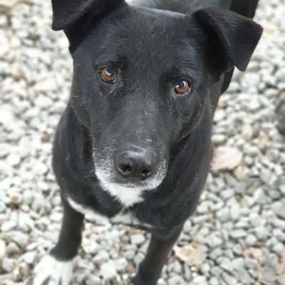 Tierschutzhunde suchen ein Zuhause-Beitrag-Bild