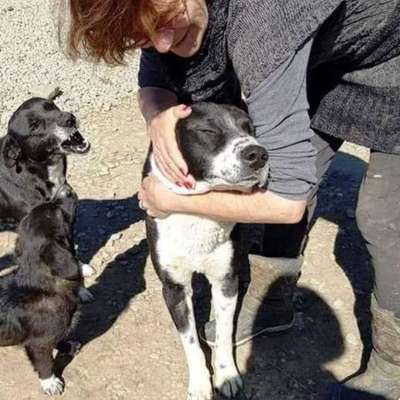 Tierschutzhunde suchen ein Zuhause-Beitrag-Bild