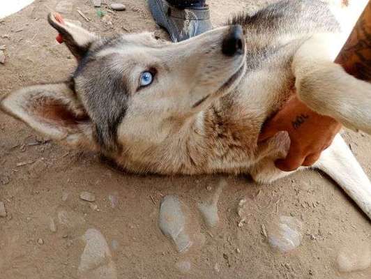 Tierschutzhunde suchen ein Zuhause-Beitrag-Bild