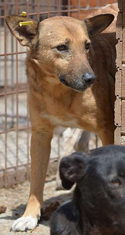 Tierschutzhunde suchen ein Zuhause-Beitrag-Bild
