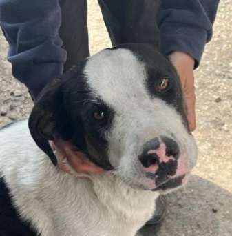 Tierschutzhunde suchen ein Zuhause-Beitrag-Bild