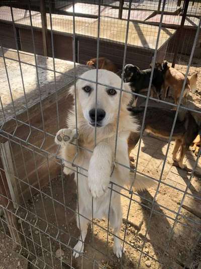 Tierschutzhunde suchen ein Zuhause-Beitrag-Bild