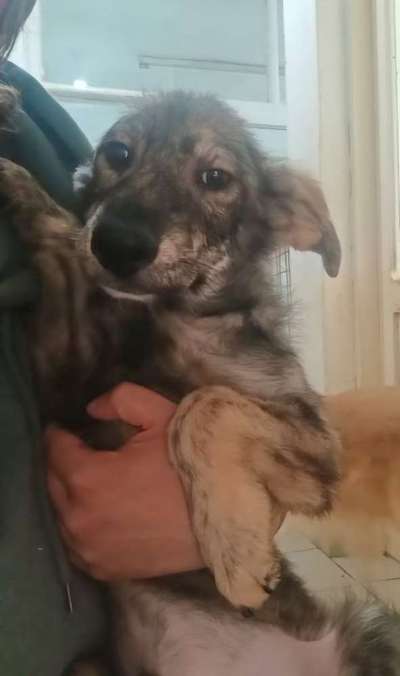 Tierschutzhunde suchen ein Zuhause-Beitrag-Bild