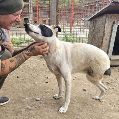 Tierschutzhunde suchen ein Zuhause-Beitrag-Bild