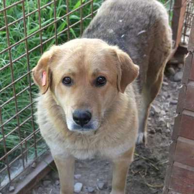 Tierschutzhunde suchen ein Zuhause-Beitrag-Bild