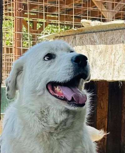 Tierschutzhunde suchen ein Zuhause-Beitrag-Bild