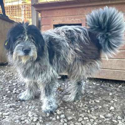 Tierschutzhunde suchen ein Zuhause-Beitrag-Bild