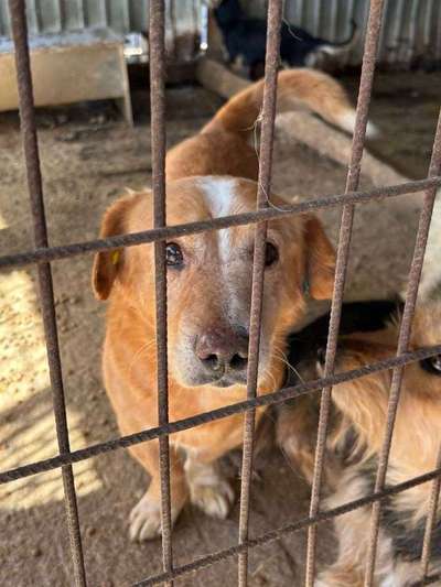 Tierschutzhunde suchen ein Zuhause-Beitrag-Bild