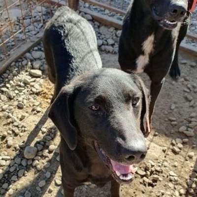 Tierschutzhunde suchen ein Zuhause-Beitrag-Bild