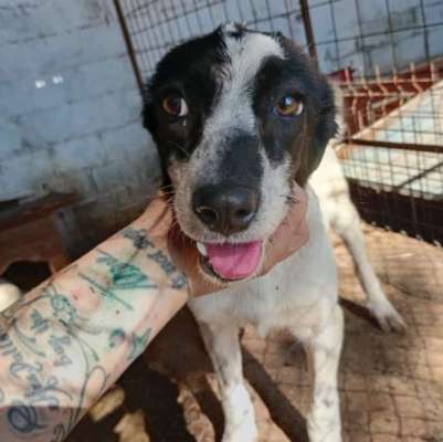 Tierschutzhunde suchen ein Zuhause-Beitrag-Bild