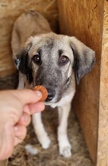 Tierschutzhunde suchen ein Zuhause-Beitrag-Bild