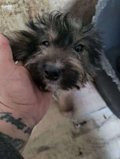 Tierschutzhunde suchen ein Zuhause-Beitrag-Bild