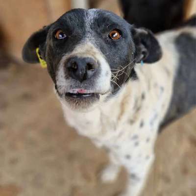 Tierschutzhunde suchen ein Zuhause-Beitrag-Bild