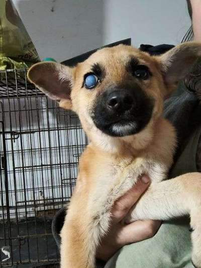 Tierschutzhunde suchen ein Zuhause-Beitrag-Bild